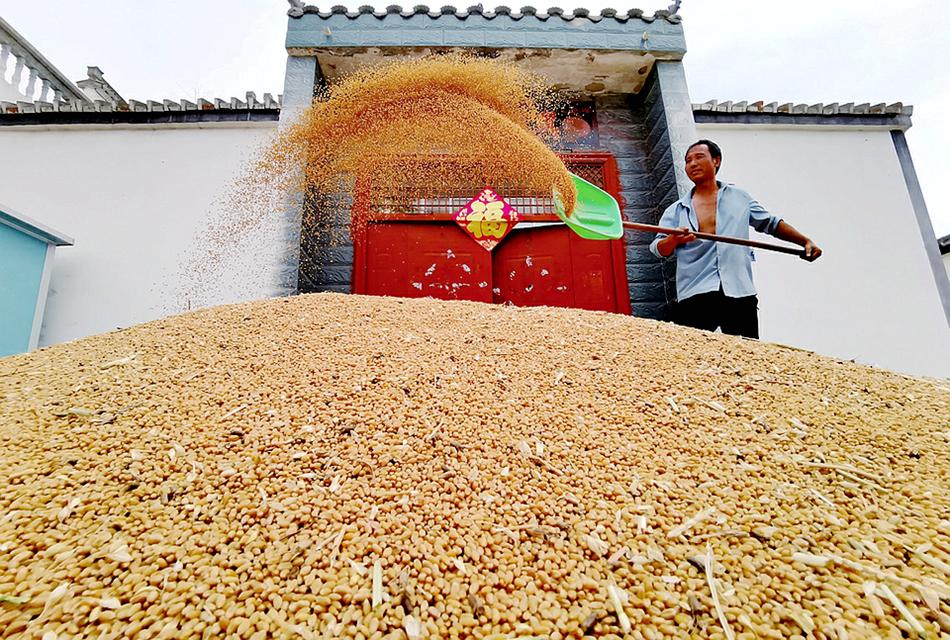 演集街道韩寨村村民在家门口晾晒小麦。